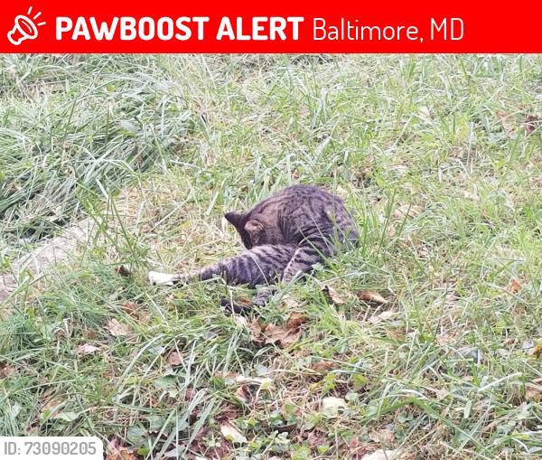 Lost Male Cat last seen Pleasant View Avenue and Gunther Avenue not far from Moravia Road, Baltimore, MD 21206