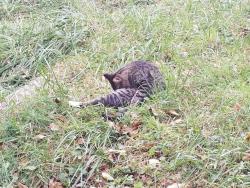 Lost Male Cat last seen Pleasant View Avenue and Gunther Avenue not far from Moravia Road, Baltimore, MD 21206