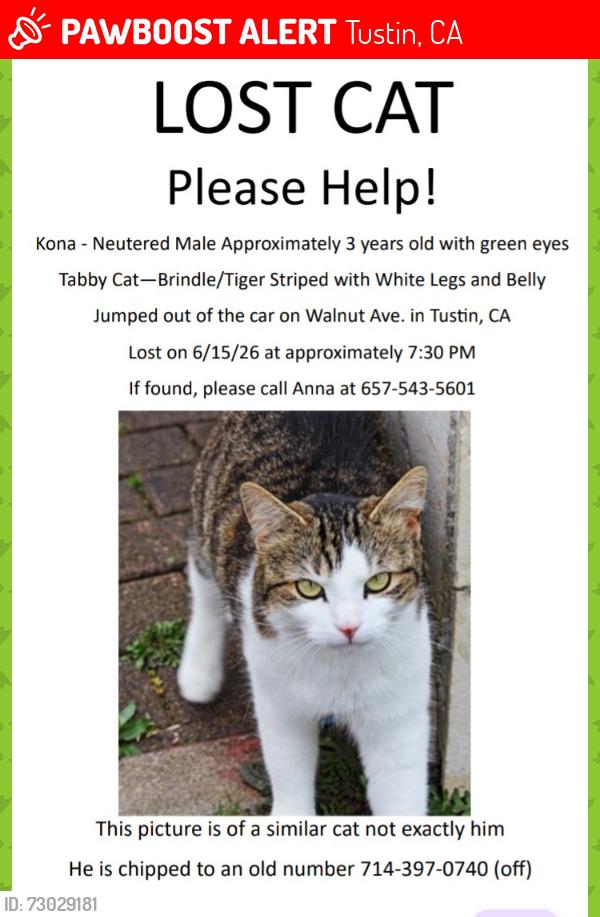 Lost Male Cat last seen Walnut and Amherst and Oxford Tustin Meadows, Tustin, CA 92780