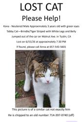 Lost Male Cat last seen Walnut and Amherst and Oxford Tustin Meadows, Tustin, CA 92780