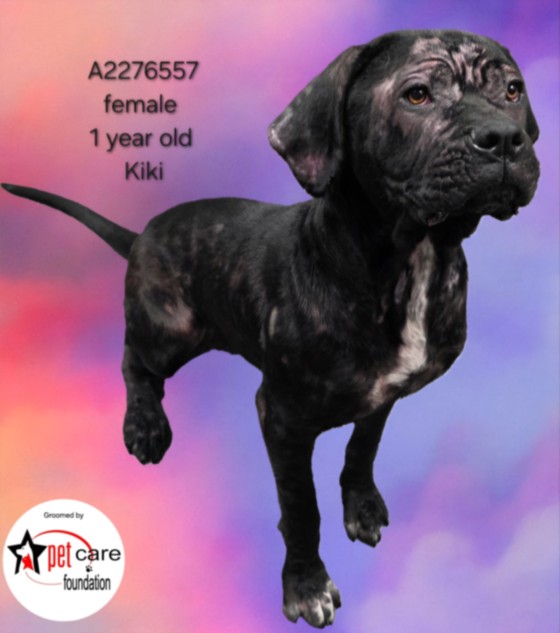 Shelter Stray Female Dog last seen , 3201 Lacy St, Los Angeles, CA 90031, USA