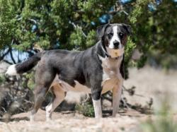 Shelter Stray Male Dog last seen Near BLOCK ST MICHAELS DR SF NM 87507, 100 Caja Del Rio Rd, Santa Fe, NM 87507, USA