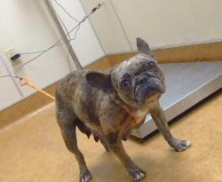 Shelter Stray Female Dog last seen E LEVEE RD/W ELKHORN BLVD, 95836, 3839 Bradshaw Rd, Sacramento, CA 95827, USA