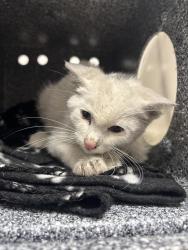 Shelter Stray Female Cat last seen Near, 2600 S Harding St, Indianapolis, IN 46221, USA