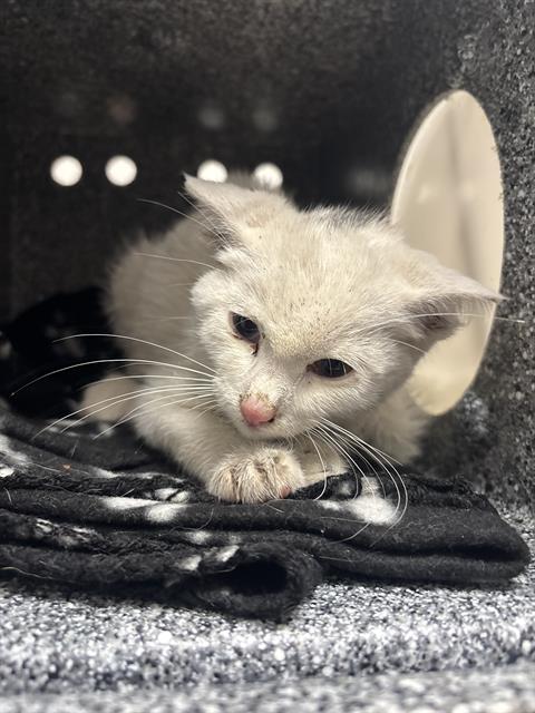 Shelter Stray Female Cat last seen Near, 2600 S Harding St, Indianapolis, IN 46221, USA