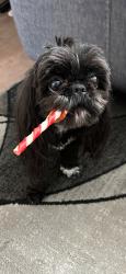 Reunited Female Dog last seen Mt olivet / Riverview drive, Kalamazoo, MI 49004