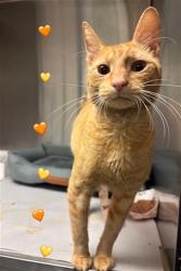 Shelter Stray Male Cat last seen Near BLOCK NW 155TH LN APPT#201, 3599 NW 79th Ave, Doral, FL 33122, USA