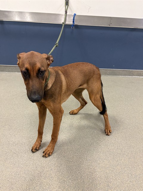 Shelter Stray Female Dog last seen Near BLOCK S DIXIE HWY, 3599 NW 79th Ave, Doral, FL 33122, USA
