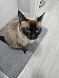Found/Stray Female Cat last seen Near Argonaut Dr, El Paso, TX 79912