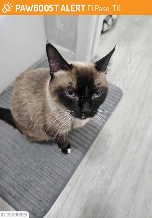 Found/Stray Female Cat last seen Near Argonaut Dr, El Paso, TX 79912