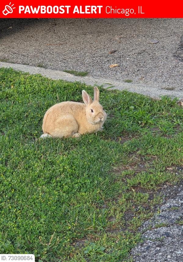 Lost Male Rabbit last seen Westh 57th St & south Monitor Ave Chicago il, Chicago, IL 60638