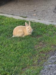 Lost Male Rabbit last seen Westh 57th St & south Monitor Ave Chicago il, Chicago, IL 60638