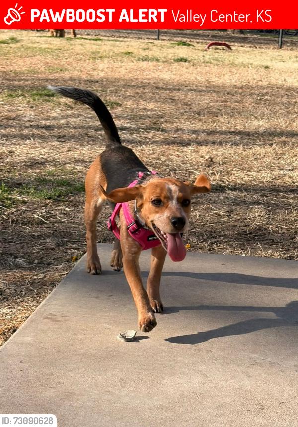 Lost Female Dog last seen Just north of the VC Rec Center headed N/NE, Valley Center, KS 67147
