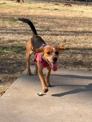 Lost Female Dog last seen Just north of the VC Rec Center headed N/NE, Valley Center, KS 67147