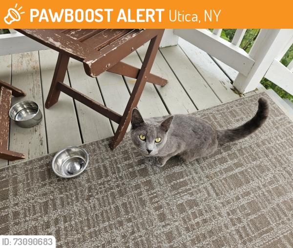 Found/Stray Unknown Cat last seen South street, Utica, NY 13501
