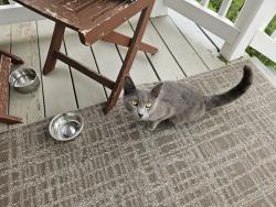 Found/Stray Unknown Cat last seen South street, Utica, NY 13501