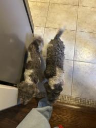 Found/Stray Unknown Dog last seen Bursey, North Richland Hills, TX 76182