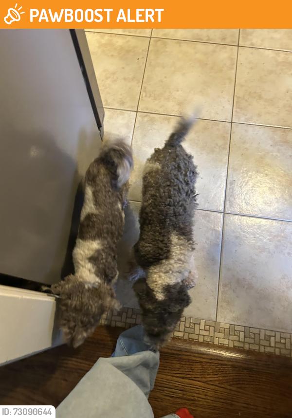 Found/Stray Unknown Dog last seen Bursey, North Richland Hills, TX 76182