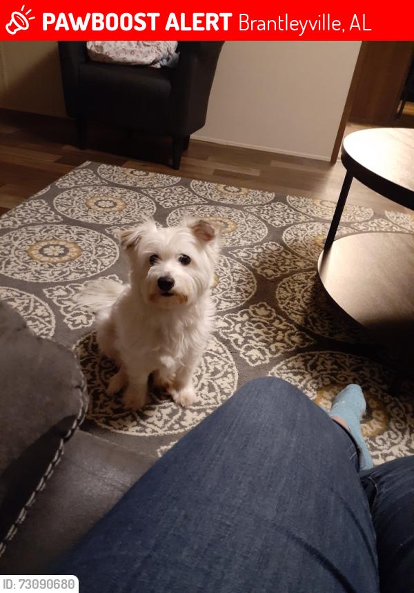 Lost Female Dog last seen Creek view, Brantleyville, AL 35114