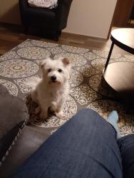 Lost Female Dog last seen Creek view, Brantleyville, AL 35114