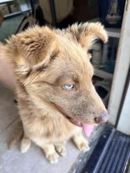 Found/Stray Female Dog last seen Central and Rosecrans, Compton, CA 90220