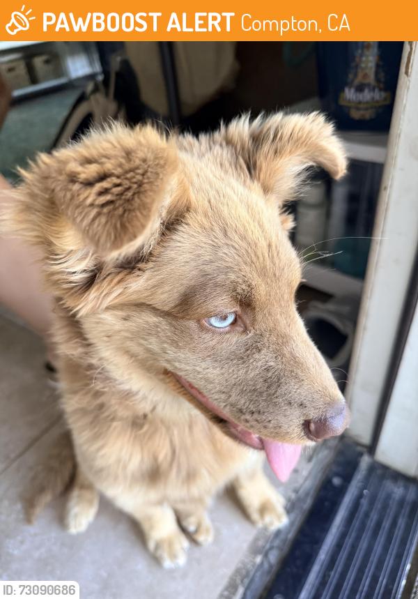 Found/Stray Female Dog last seen Central and Rosecrans, Compton, CA 90220