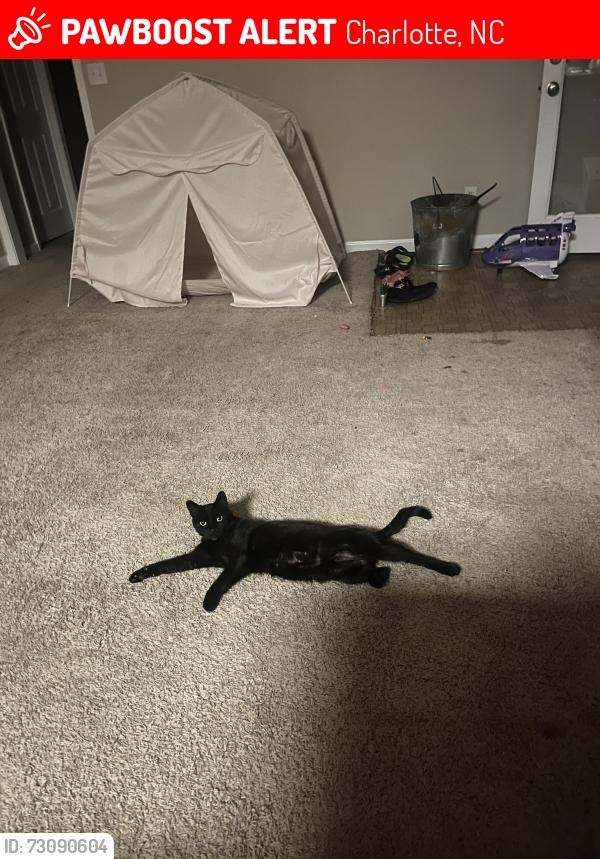 Lost Female Cat last seen Albemarle road, Charlotte, NC 28227