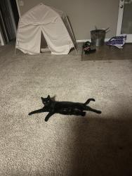 Lost Female Cat last seen Albemarle road, Charlotte, NC 28227
