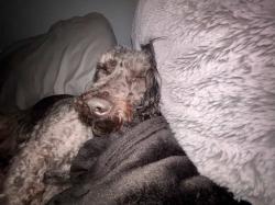Reunited Male Dog last seen kingsley dr, Garland, TX 75041