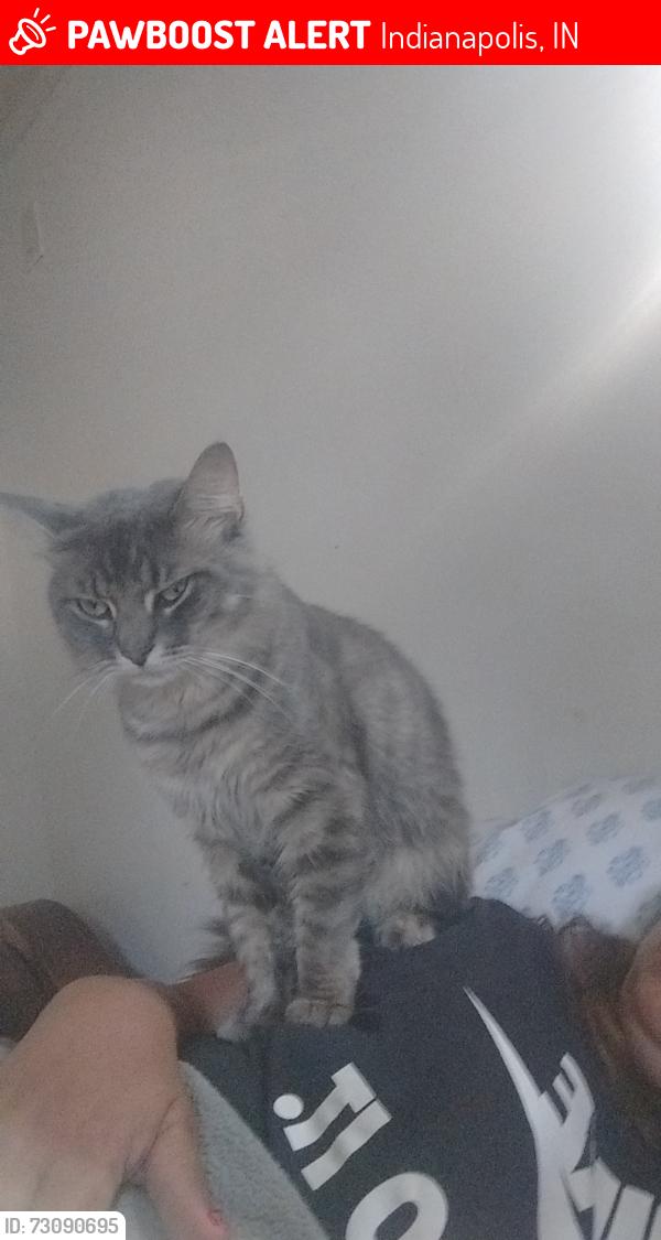 Lost Male Cat last seen Troy and Shelby, Indianapolis, IN 46237