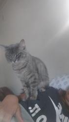 Lost Male Cat last seen Troy and Shelby, Indianapolis, IN 46237