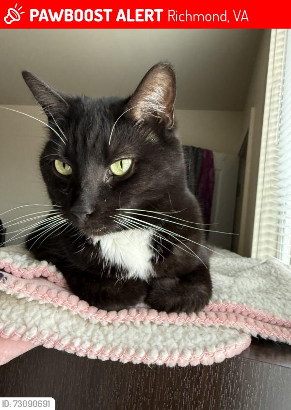 Lost Female Cat last seen apmt on North Foushee, Richmond, VA 23220