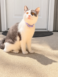 Lost Male Cat last seen Gilpen ave. Bowes rd. 31 Illinois, South Elgin, IL 60177