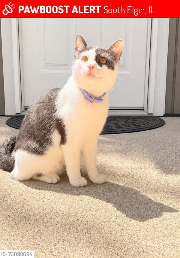 Lost Male Cat last seen Gilpen ave. Bowes rd. 31 Illinois, South Elgin, IL 60177