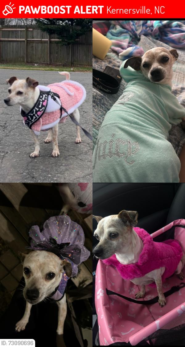 Lost Female Dog last seen Colony Trailer Park behind the Palenque Mexican restaurant near sheetz, Kernersville, NC 27284