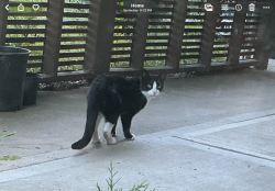 Found/Stray Unknown Cat last seen Fortune Av. a N. Hudson, Portland, OR 97203