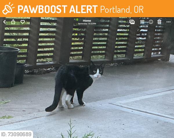 Found/Stray Unknown Cat last seen Fortune Av. a N. Hudson, Portland, OR 97203