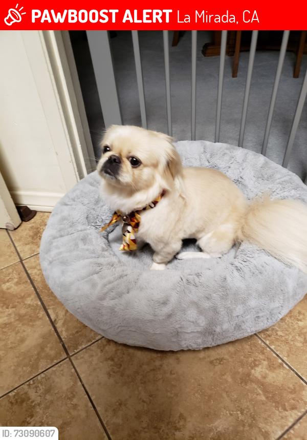 Lost Female Dog last seen Bilola Ave., La Mirada, CA 90604
