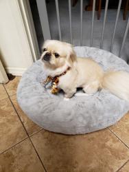 Lost Female Dog last seen Bilola Ave., La Mirada, CA 90604