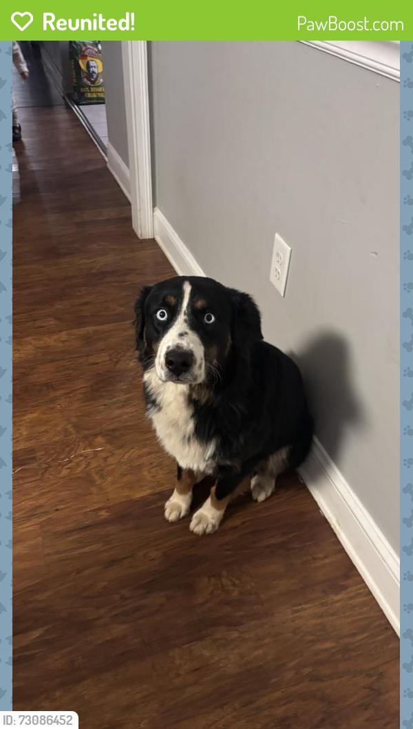 Reunited Male Dog last seen Shirley Drive and Carruth Street, Kennesaw, GA 30144