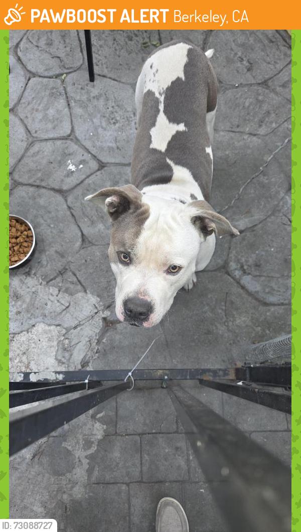 Found/Stray Male Dog last seen Russell and California Berkeley , Berkeley, CA 94701