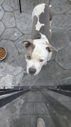 Found/Stray Male Dog last seen Russell and California Berkeley , Berkeley, CA 94701