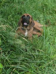 Lost Male Dog last seen Near s Arlington ave, Indianapolis, IN 46203