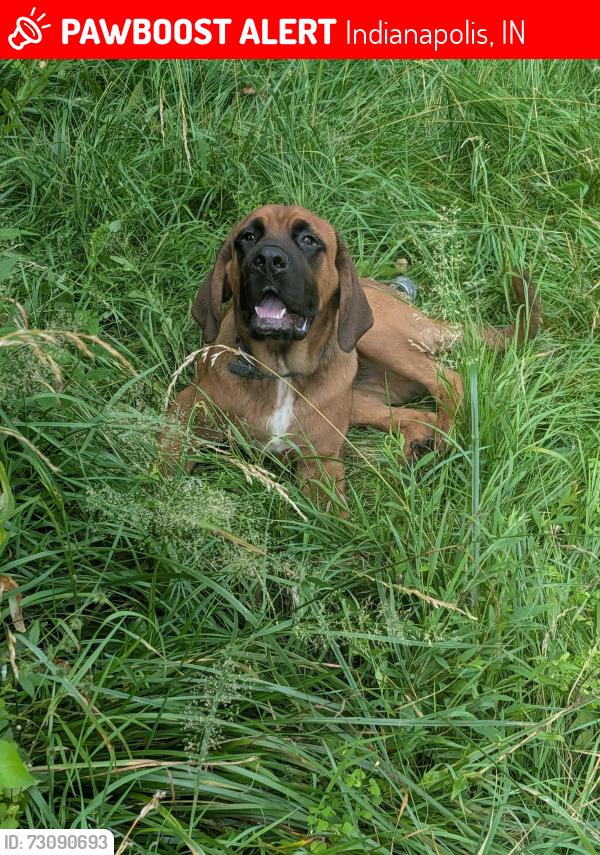 Lost Male Dog last seen Near s Arlington ave, Indianapolis, IN 46203