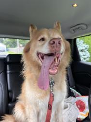 Reunited Unknown Dog last seen Exchange and Selleck, Crete, IL 60417