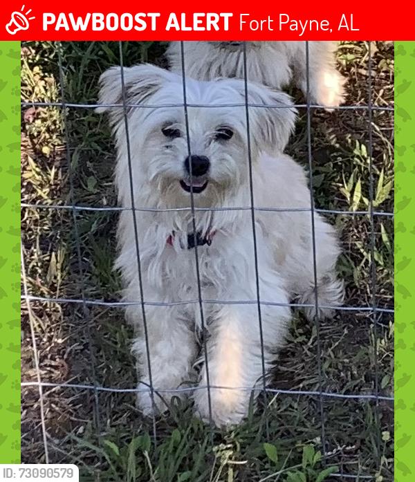 Lost Female Dog last seen I saw her at the road, Fort Payne, AL 35967