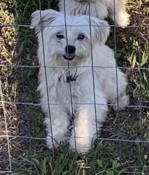 Lost Female Dog last seen I saw her at the road, Fort Payne, AL 35967