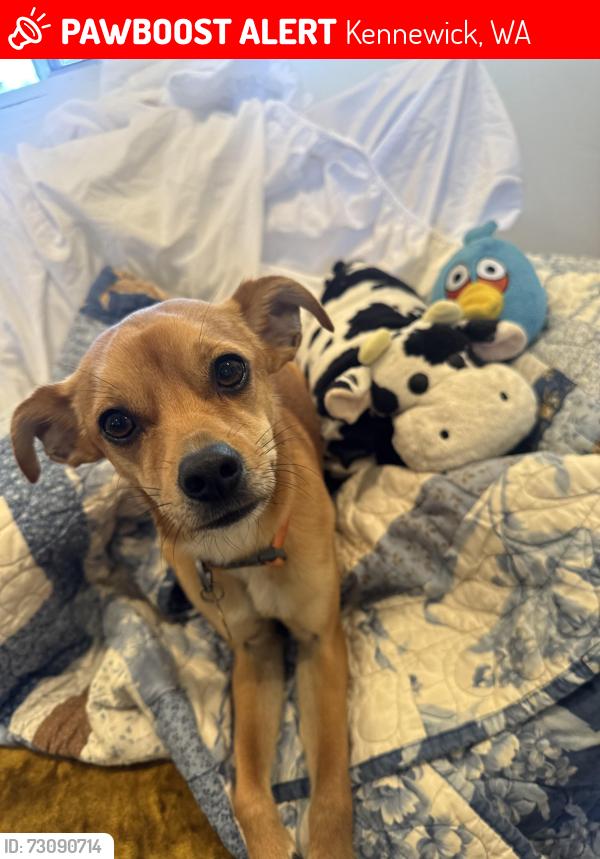 Lost Male Dog last seen Kellogg, Kennewick, WA 99338