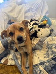 Lost Male Dog last seen Kellogg, Kennewick, WA 99338