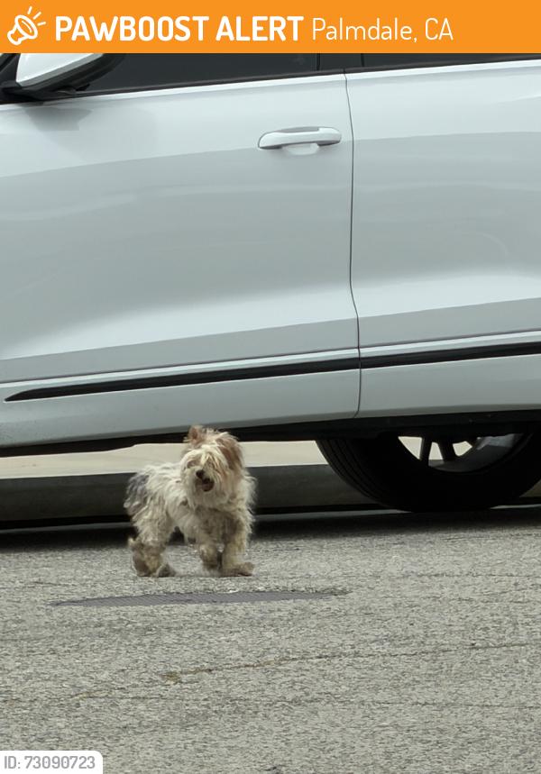 Found/Stray Unknown Dog last seen Reflection way and nightsky pl, Palmdale, CA 93552